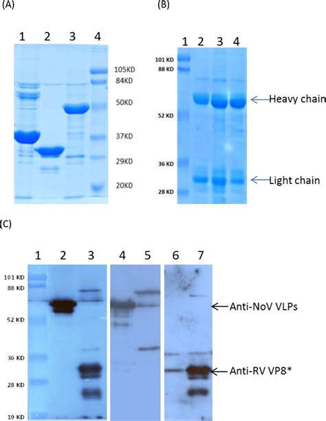 Figure From A Dual Chicken Igy Against Rotavirus And Norovirus