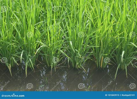 Sekinchan Padi Field Stock Image Image Of Autumn Agricultural 101843915