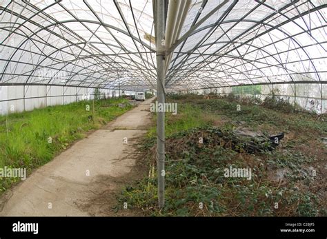 Interior View Of An Empty Greenhouse Overgrown With Blackberries Stock