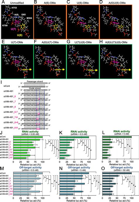 Sirna Seed Region Is Divided Into Two Functionally Different Domains In Rna Interference In