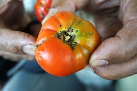 Tuta Absoluta The South American Tomato Leafminer Ipm Innovation Lab