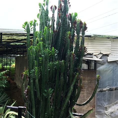 African Milk Tree African Milk Tree Euphorbia Plants