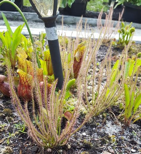 Drosera Filiformis Threadleaf Sundew Nj Pine Barrens Carnivorous