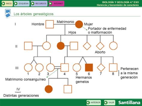 Details 48 árboles Genealógicos Genética 4 Eso Abzlocalmx