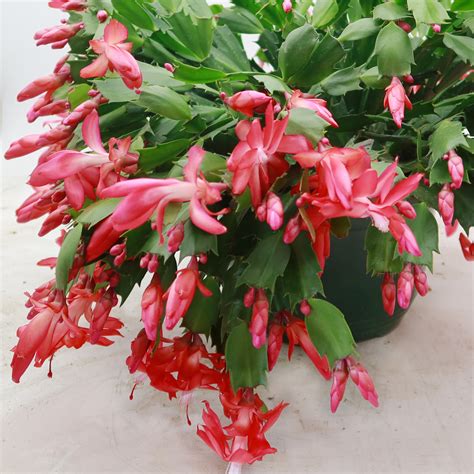 Buy Holiday Cactus Schlumbergera Online Red Flowers Planet Desert