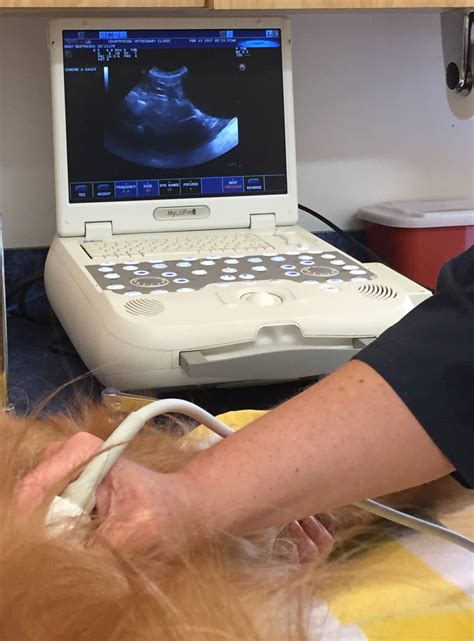 Ultrasound | Countryside Veterinary Clinic