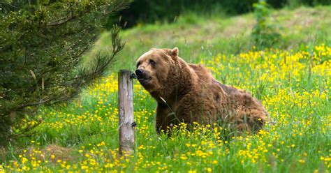 Le Conseil D Tat D Clare Ill Gaux Les Tirs D Effarouchement Des Ours