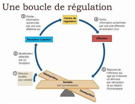 Homéostasie Et Psychologie Créer Un équilibre Intérieur