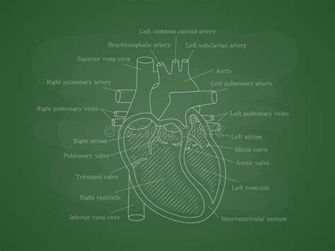 Human Cardiac System With Descriptions Educational Diagram With Human