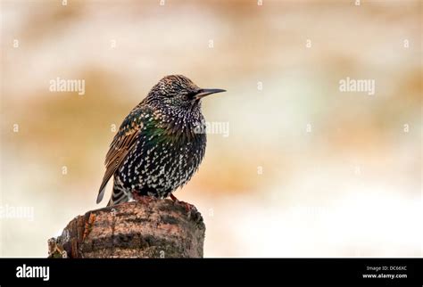 Adult Starling Hi Res Stock Photography And Images Alamy