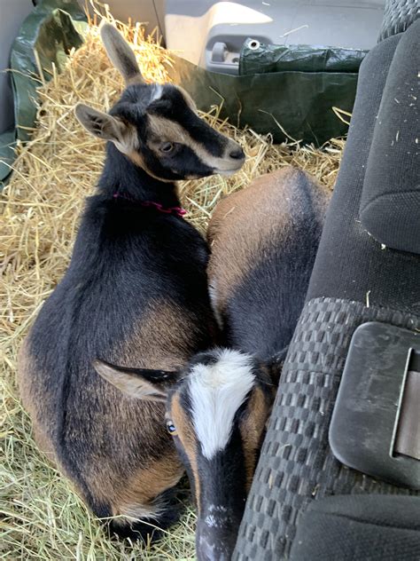 Goat Road Trip This Is How We Transport Our Goats When We Dont Have