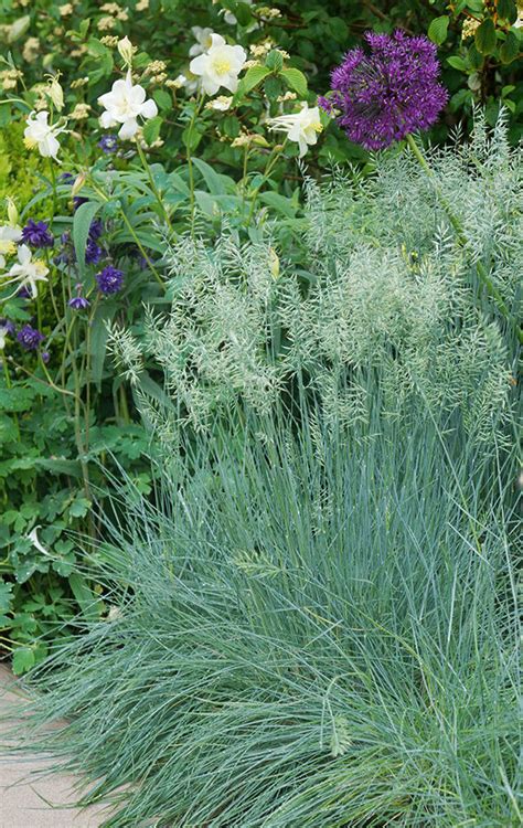 Drought Tolerant Ornamental Grasses Fine Gardening