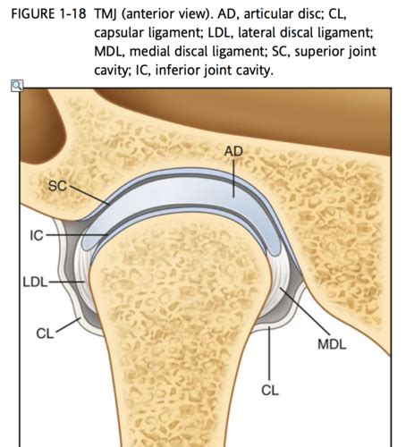 Occlusion Midterm TMJ Morpho Flashcards Quizlet