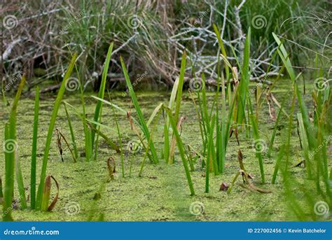 Swampy Grass Stock Photo Image Of Road Foliage Moss 227002456