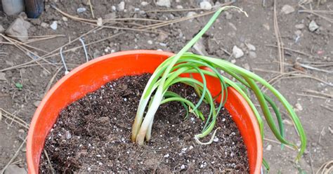 How To Plant A Sprouted Onion Happy Mothering