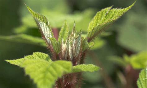 Growing Raspberries In Containers Doing It Right Epic Gardening