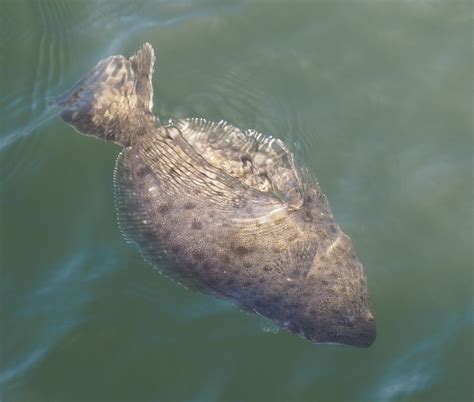 California Halibut | California Sea Grant