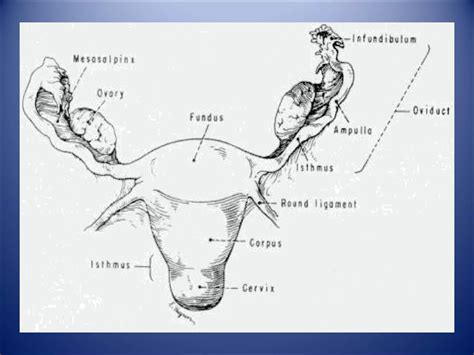 Anatomy Of Female Genital Tract Ppt