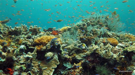 Why Is Sipadan Island Still The Best Dive Site In Malaysia