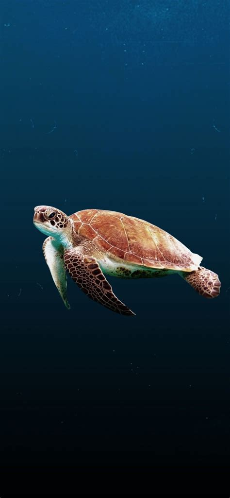 Aesthetic Sea Turtle Wallpapers Wallpaper Cave