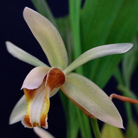 Coelogyne Trinervis Orqu Deas Ep Fitas Orquidea