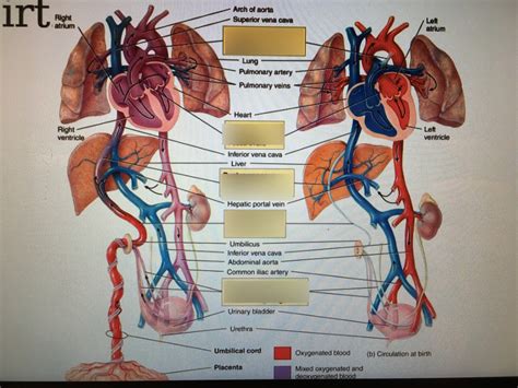 Fetal And Postnatal Circulation Diagram Quizlet