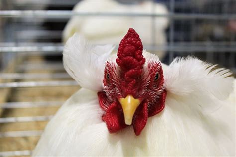 Poultry Judgine Poultry Judging At The Th Pennsylvania Flickr