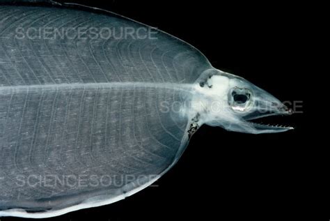 Larval Eel | Stock Image - Science Source Images