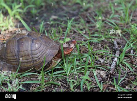 Box Turtle Roaming Through Yard In Eastern Texas Stock Photo Alamy
