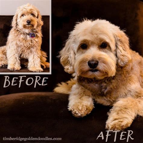 Goldendoodle Haircut Before And After Picture Goldendoodle Grooming