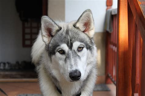 Wolf Grey Siberian Husky