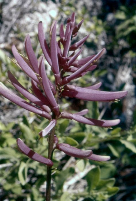 Florida Memory Coral Bean Erythrina Herbacea Blossom In The