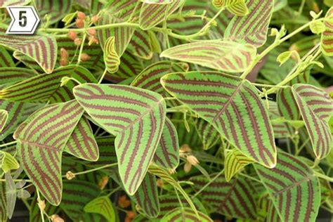 Organic Large Leaf Christia Obcordata Swallowtail Butterfly Wing Plant