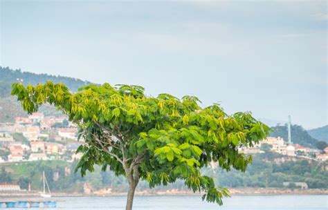 Rain Tree Samanea Saman Outdoors Stock Photo - Image of botanical ...