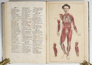 Hand Atlas Der Anatomie Des Menschen Nebst Einem Tabellarischen