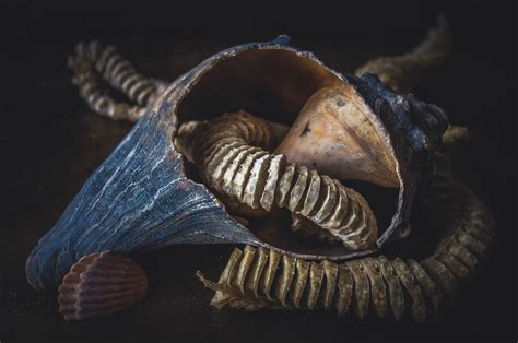 Whelk Shell And Egg Cases Of A Whelk Jennifer Macneill Flickr