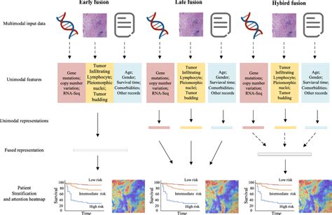 Fusion Strategies For Multimodal Models With Genomic Profiles