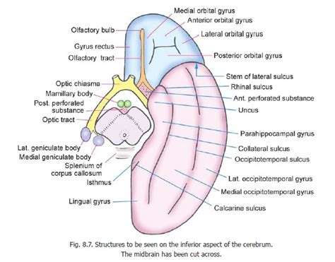 Exterior Of The Cerebral Hemispheres Gross Anatomy Of The Cerebral