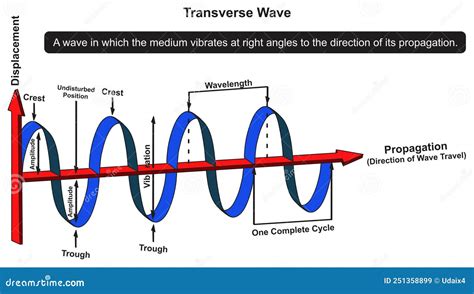 Transverse And Longitudinal Waves Cartoon Vector | CartoonDealer.com ...