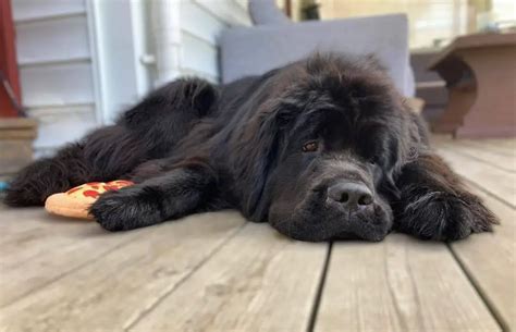 Top 15 Laziest Dog Breeds - ilovedogscute.com