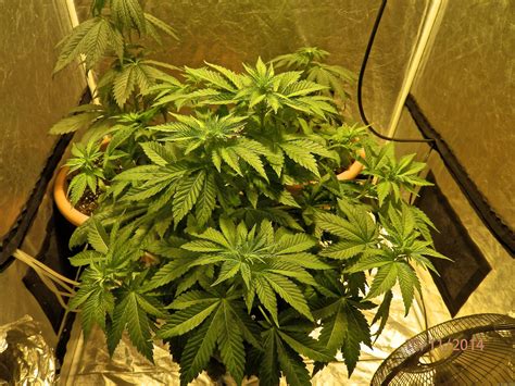 Strain Gallery White Widow Royal Queen Seeds Pic 7350 By Royal