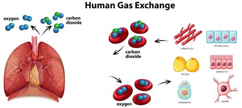 Free Vector Human Gas Exchange Diagram Vector