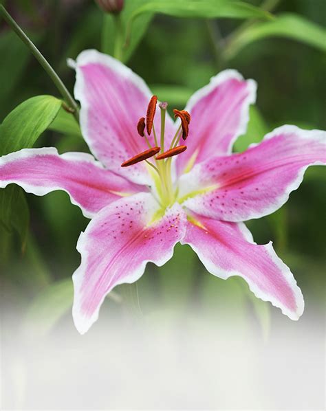lily  plant project
