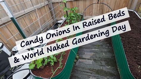 Planting Onions In Raised Beds World Naked Gardening Day YouTube