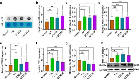 Expression of m⁶A modification methyltransferases and demethylases in