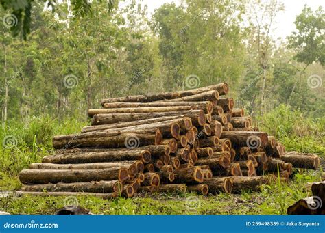 Stack Of Teak Wood In The Forest In Gunung Kidul Indonesia Stock