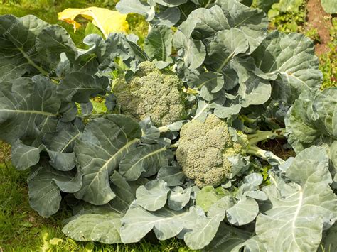 Premium Photo Broccoligrowing Broccoli In Garden Harvesting