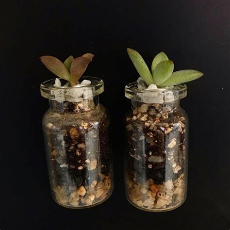 Mini terrario DIY Terrarios imán para nevera con plantas suculentas