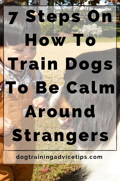 7 Steps On How To Train Dogs To Be Calm Around Strangers - Dog Training ...