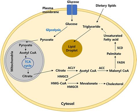 Schematic Overview Of Pathways In Lipid Biosynthesis Briefly Fatty Download Scientific